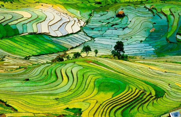 Rice Terrace Field in Sapa